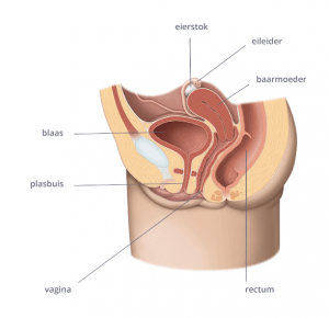 Blaasproblemen vrouw, blaas ligt tegen baarmoeder met plasbuis naar buiten